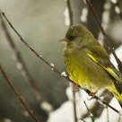Green Finch